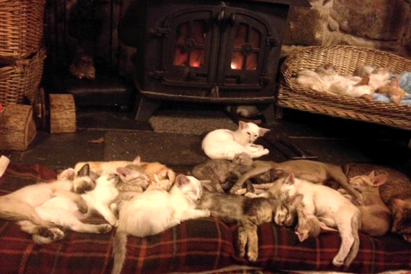 Group of lazy cats and kittens